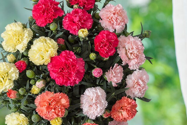 �J�[�l�[�V����4�F�񂹐A�� �R���e���c3