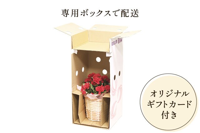 母の日のプレゼントにも♪ 寄せ植え　花■カーネーションの花束のような寄せ植え image.jpg