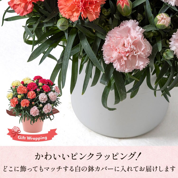 カーネーション4色寄せ植え ｜ 2026年 Oisix母の日・父の日ギフト特集