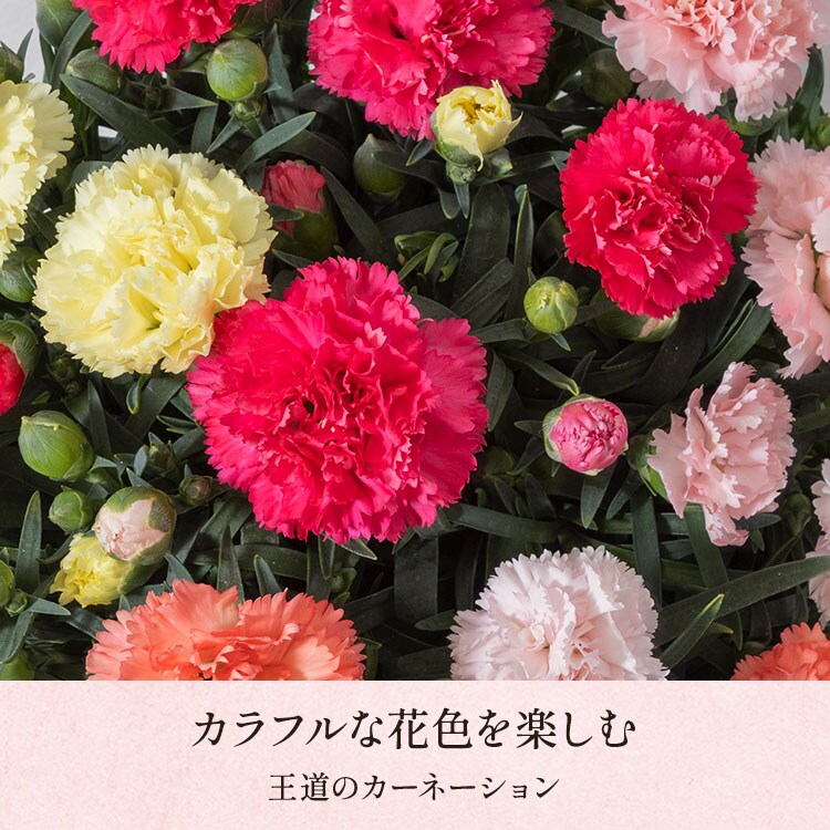 カーネーション4色寄せ植え ｜ 2026年 Oisix母の日・父の日ギフト特集