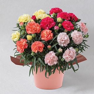 �J�[�l�[�V����4�F�񂹐A��