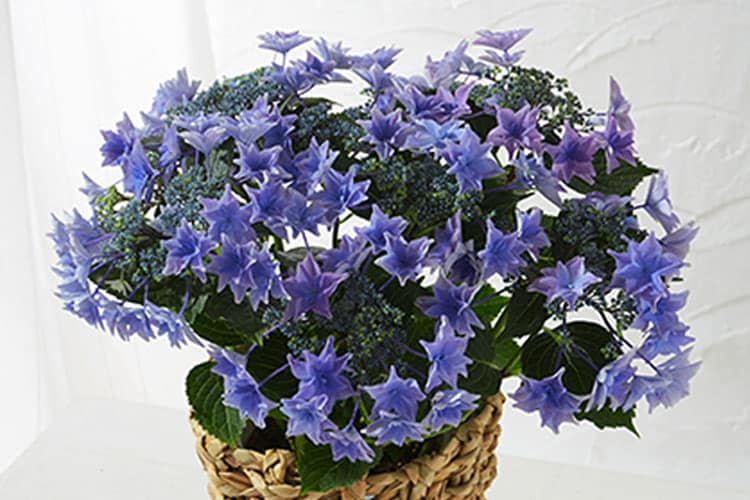 �A�W�T�C �J�̂���