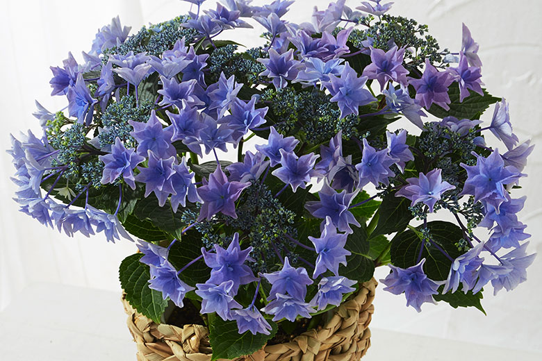  �A�W�T�C �J�̂��� �R���e���c1