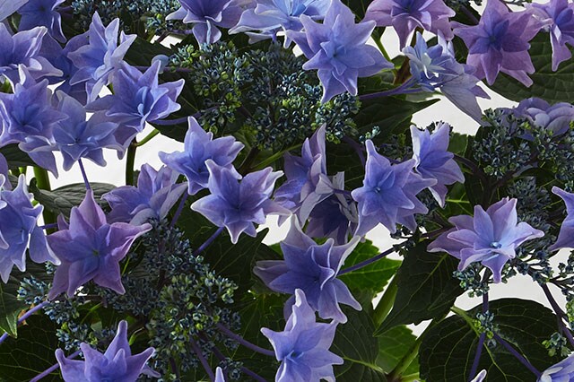 �A�W�T�C �J�̂��� �R���e���c2