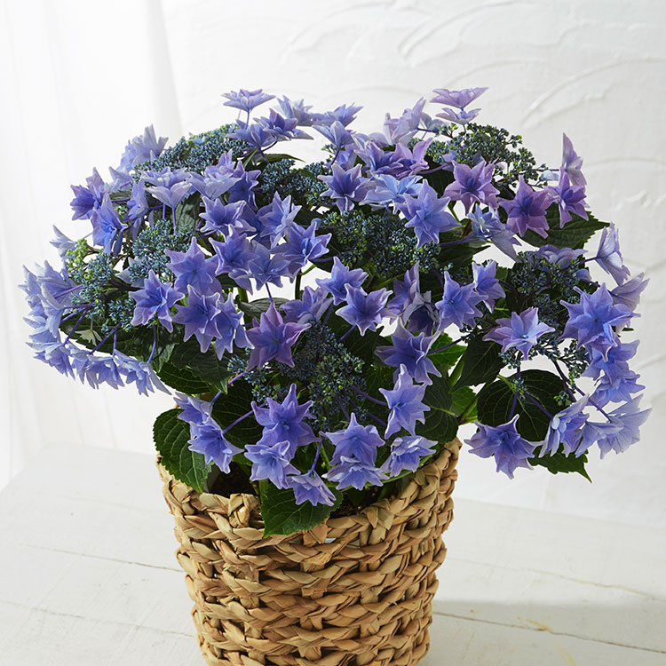 �X���C�_�[�摜1