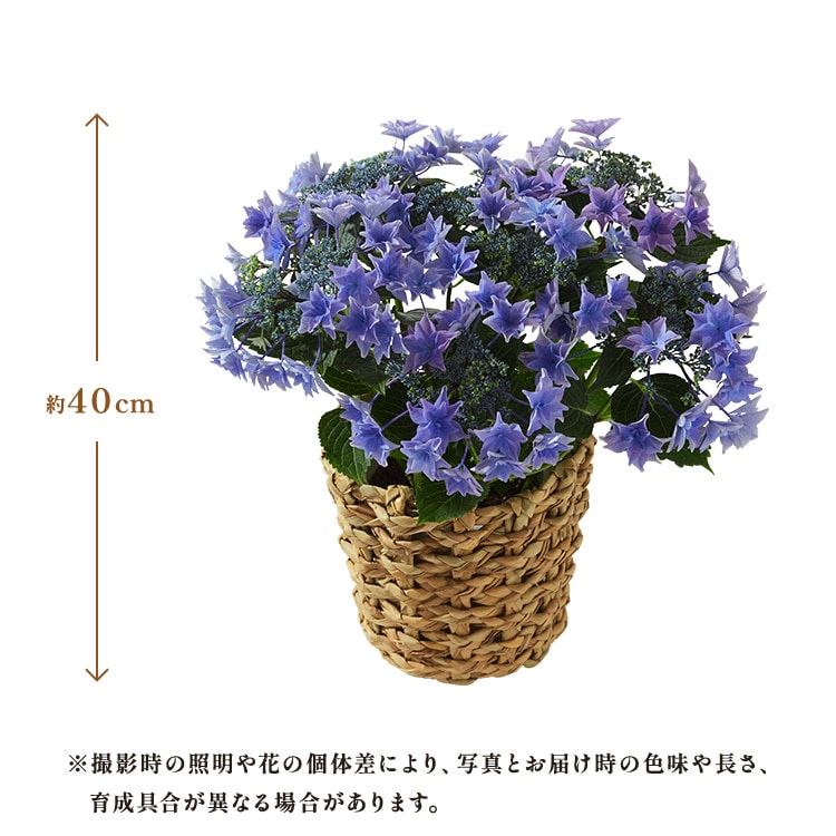 �X���C�_�[�摜2