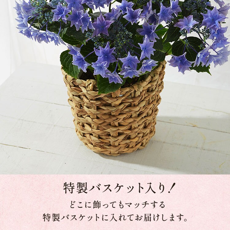 �X���C�_�[�摜3