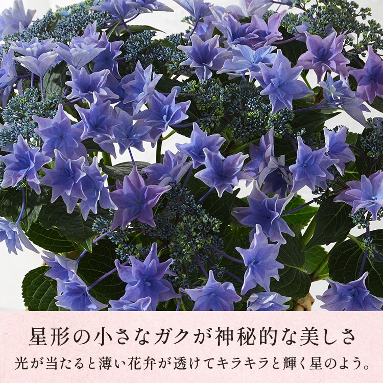 �X���C�_�[�摜4