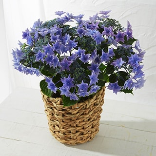 �A�W�T�C �J�̂���