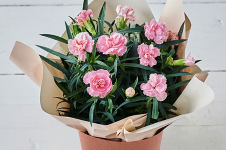 �l�G�炫�J�[�l�[�V���� �s���N