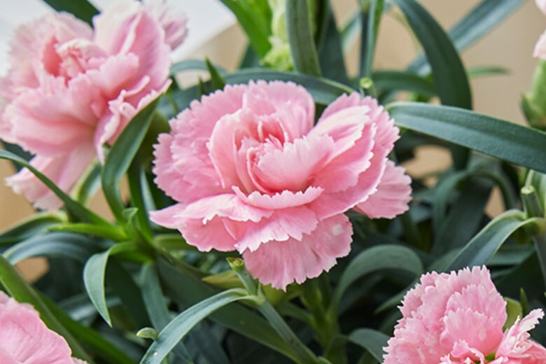  �l�G�炫�J�[�l�[�V���� �s���N �R���e���c1