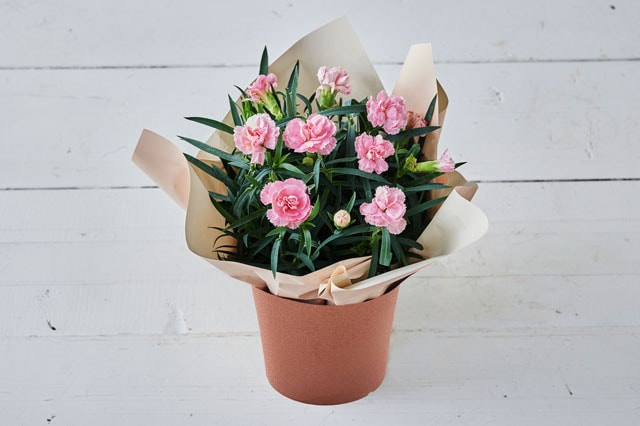 �l�G�炫�J�[�l�[�V���� �s���N �R���e���c2