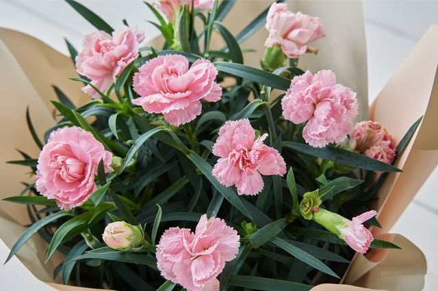 �l�G�炫�J�[�l�[�V���� �s���N �R���e���c3