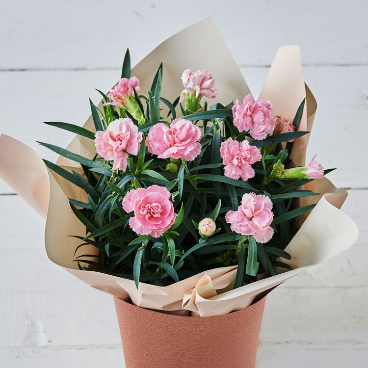 �X���C�_�[�摜1