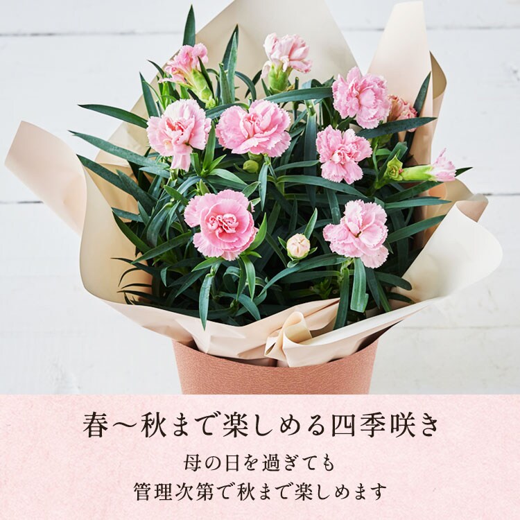 �X���C�_�[�摜3