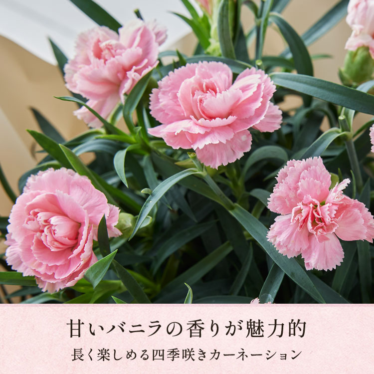 四季咲きカーネーション ピンク ｜ 2026年 Oisix母の日・父の日ギフト特集