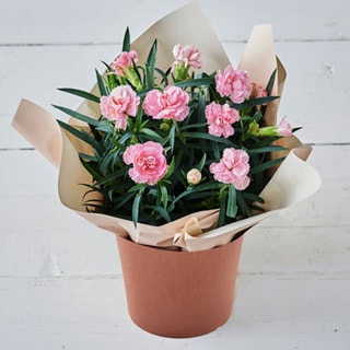 �l�G�炫�J�[�l�[�V���� �s���N