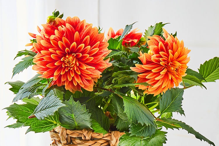 �_���A ���U���i