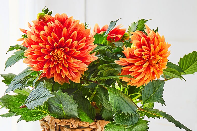  �_���A ���U���i �R���e���c1