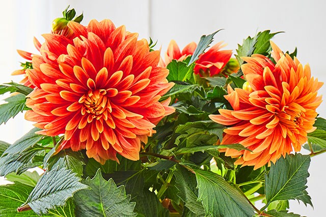 �_���A ���U���i �R���e���c2