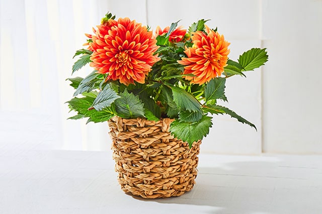 �_���A ���U���i �R���e���c3