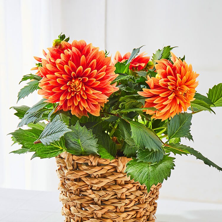 �X���C�_�[�摜1