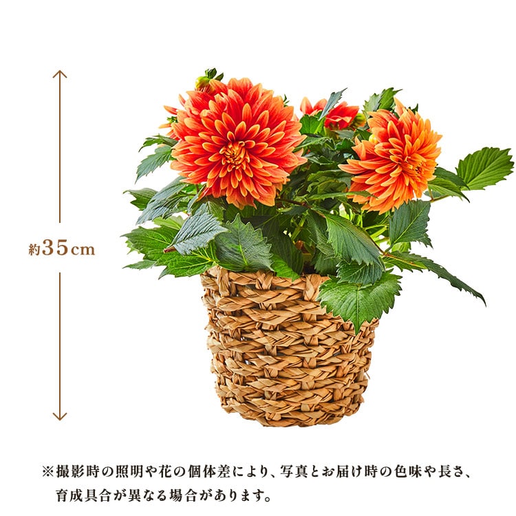 �X���C�_�[�摜2