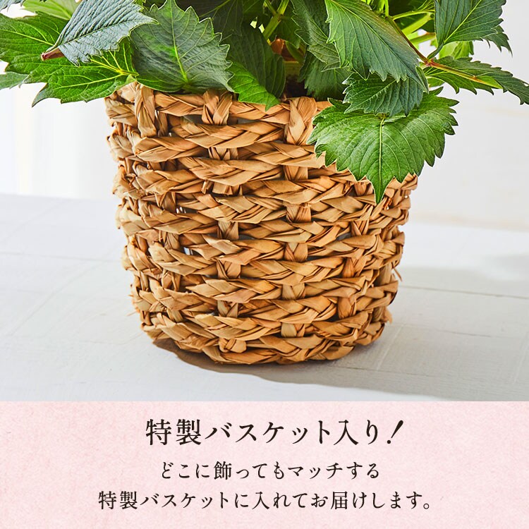 �X���C�_�[�摜3