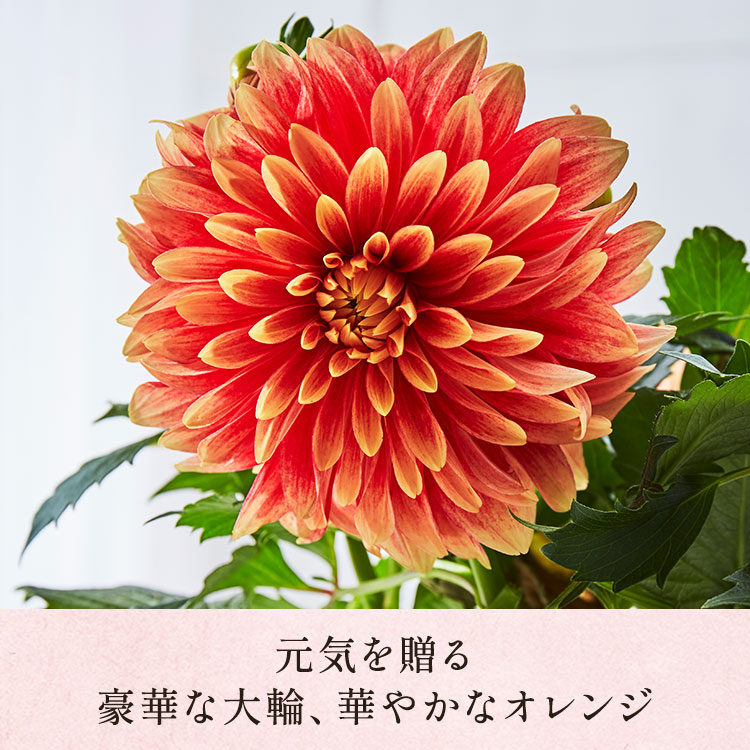 �X���C�_�[�摜4