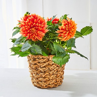 �_���A ���U���i