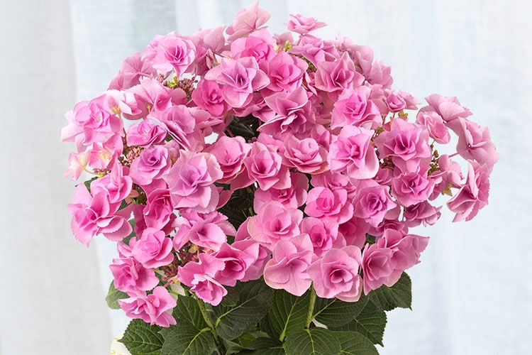 �A�W�T�C �t�F�A���[�A�C