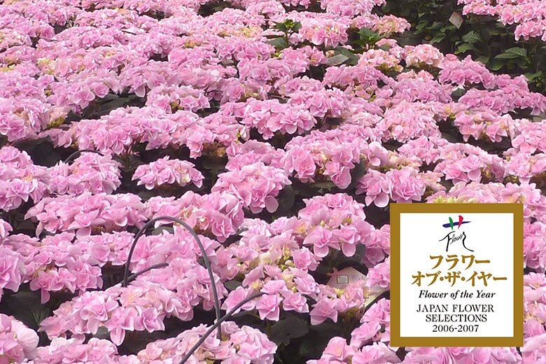  �A�W�T�C �t�F�A���[�A�C �R���e���c1