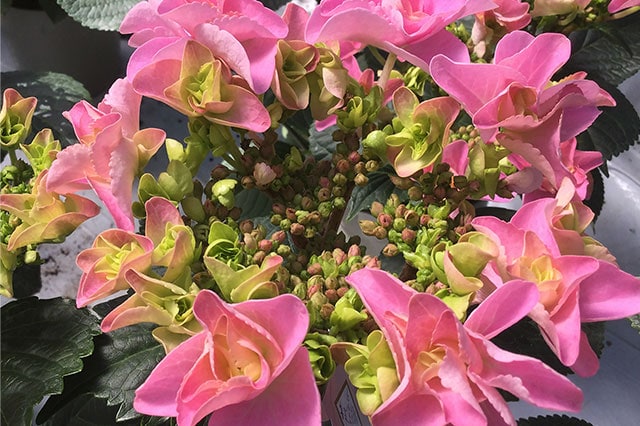 �A�W�T�C �t�F�A���[�A�C �R���e���c2