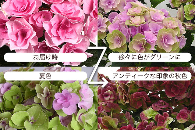 �A�W�T�C �t�F�A���[�A�C �R���e���c2