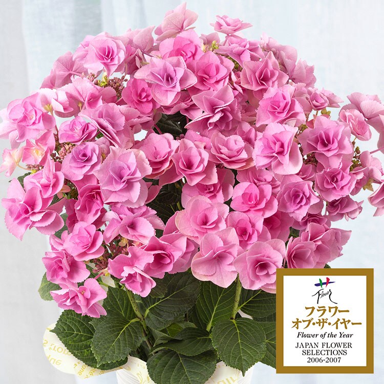 �X���C�_�[�摜1