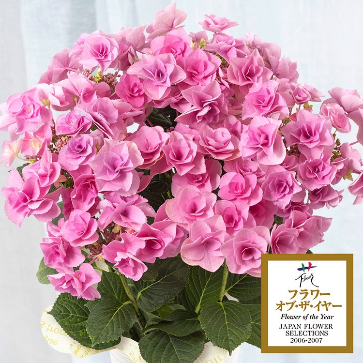 �X���C�_�[�摜1