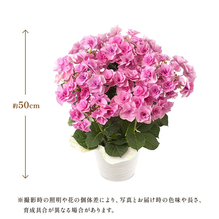 �X���C�_�[�摜2