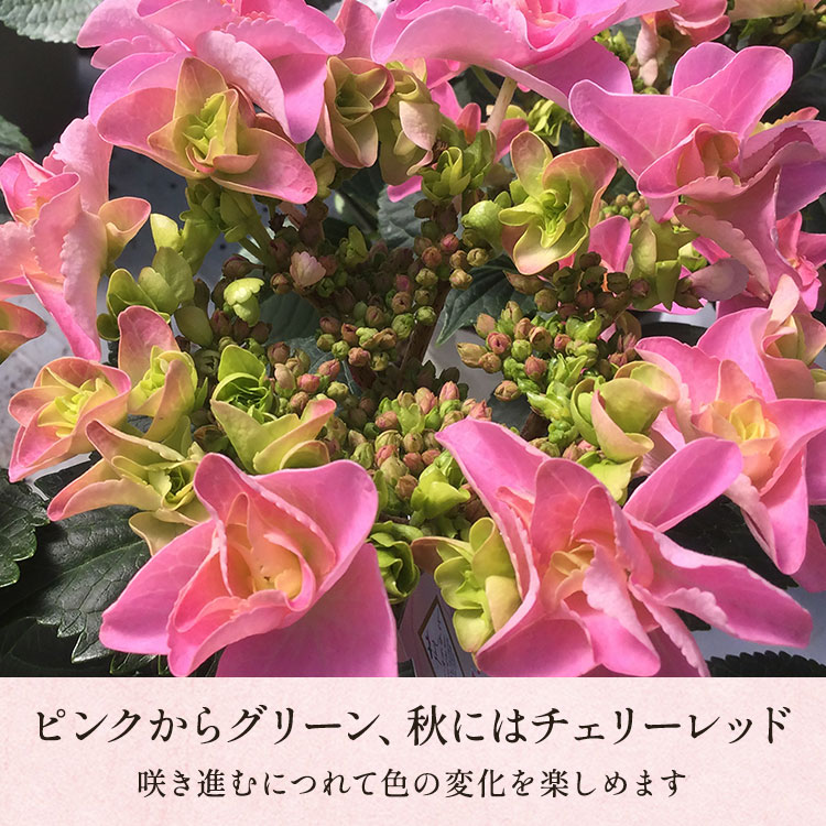 �X���C�_�[�摜3