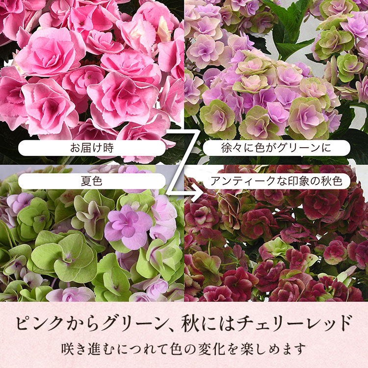 �X���C�_�[�摜3