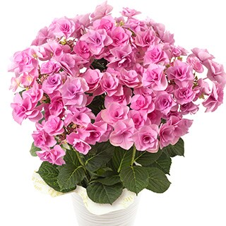 �A�W�T�C �t�F�A���[�A�C