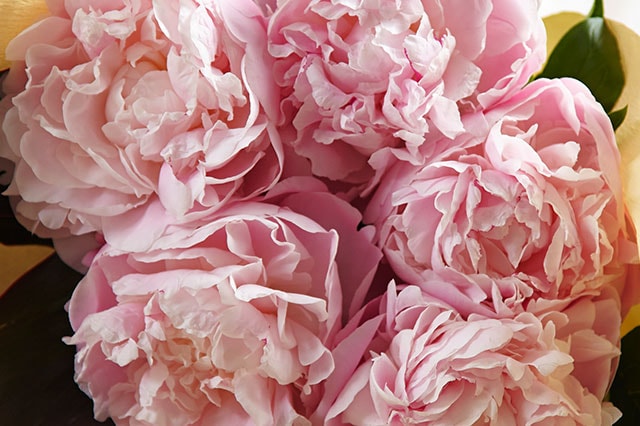 ���䉖�u�[�P �s���N �R���e���c3