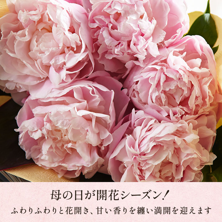 �X���C�_�[�摜4