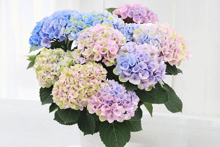 アジサイ マジカルレボリューション ｜ 2026年 Oisix母の日ギフト特集