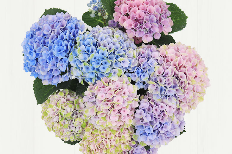  �A�W�T�C �}�W�J�����{�����[�V���� �R���e���c1