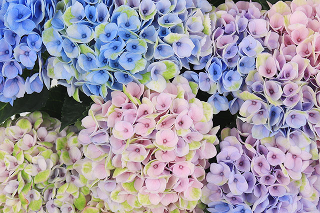 �A�W�T�C �}�W�J�����{�����[�V���� �R���e���c3