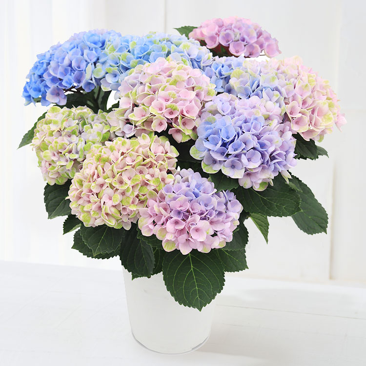 �X���C�_�[�摜1