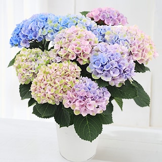 �A�W�T�C �}�W�J�����{�����[�V����