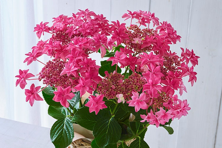 �A�W�T�C ���ԗ���