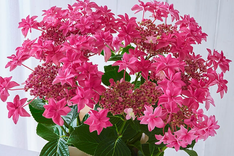  �A�W�T�C ���ԗ��� �R���e���c1