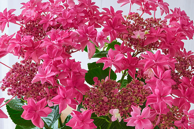 �A�W�T�C ���ԗ��� �R���e���c2